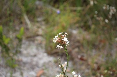 Lysinema pentapetalum, photographed by Em Lamond