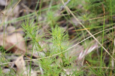 Desmocladus fasciculatus, photographed by Em Lamond