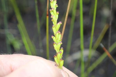 Microtis cupularis, photographed by Em Lamond