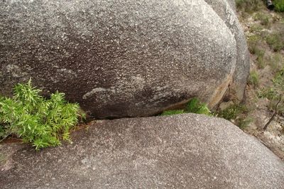 Glischrocaryon racemosum, photographed by Em Lamond
