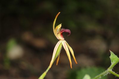 Caladenia ensata, photographed by Em Lamond