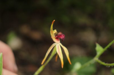 Caladenia ensata, photographed by Em Lamond