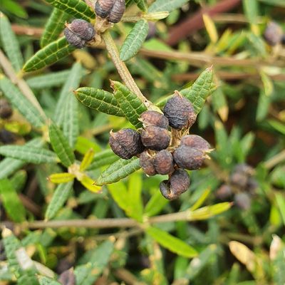 Mirbelia rubiifolia, photographed by ronavery
