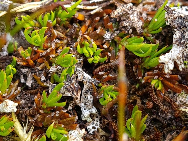 Coprosma talbrockiei, photographed by gnapp