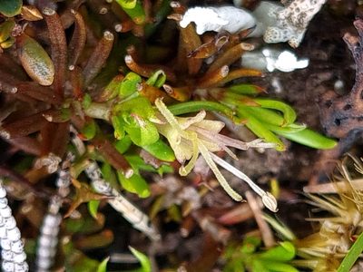 Coprosma talbrockiei, photographed by gnapp
