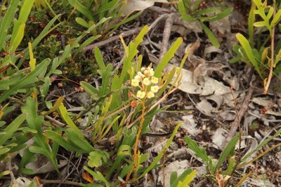 Grevillea cirsiifolia, photographed by Em Lamond
