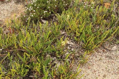 Grevillea cirsiifolia, photographed by Em Lamond