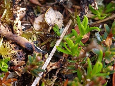 Coprosma talbrockiei, photographed by gnapp
