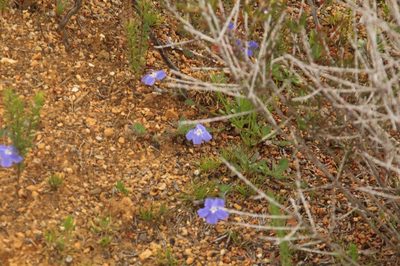 Goodenia eatoniana, photographed by Em Lamond