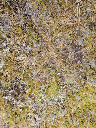 Coprosma talbrockiei, photographed by gnapp