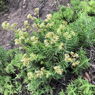 Crassula tetragona, photographed by James K. Douch