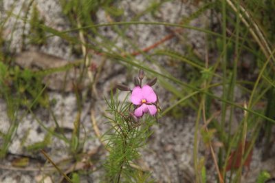 Gompholobium venustum, photographed by Em Lamond