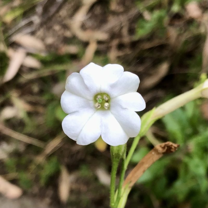 Nicotiana suaveolens, photographed by James K. Douch