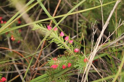 Boronia molloyae, photographed by Em Lamond