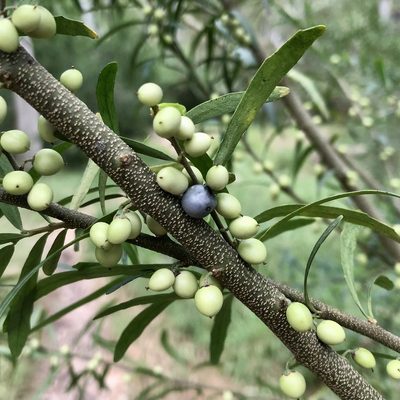 Melicytus dentatus, photographed by James K. Douch