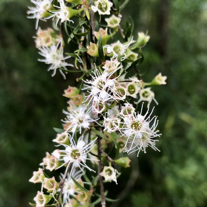 Kunzea leptospermoides, photographed by James K. Douch