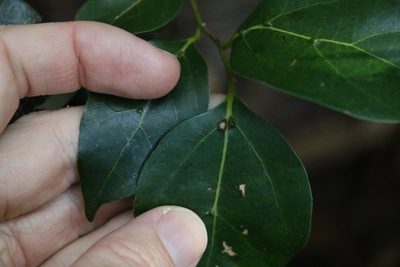 Cryptocarya foveolata, photographed by Greg Tasney