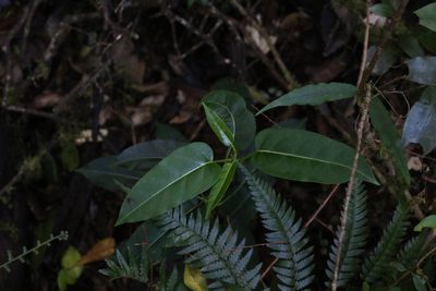 Leichhardtia rostrata, photographed by Greg Tasney