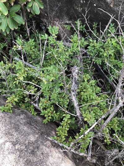 Memecylon pauciflorum, photographed by elawrey