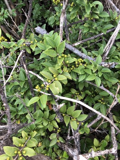 Memecylon pauciflorum, photographed by elawrey