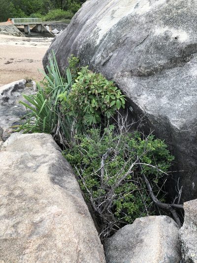 Memecylon pauciflorum, photographed by elawrey