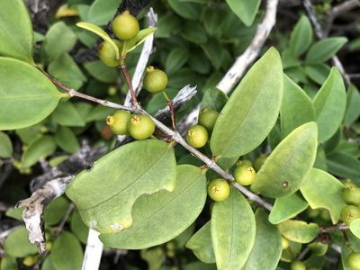 Memecylon pauciflorum, photographed by elawrey