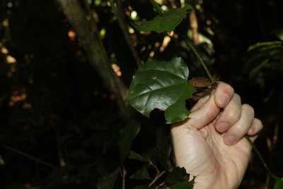 Streptothamnus moorei, photographed by Greg Tasney