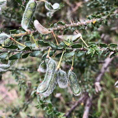 Acacia paradoxa, photographed by James K. Douch