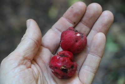 Syzygium ingens, photographed by Greg Tasney