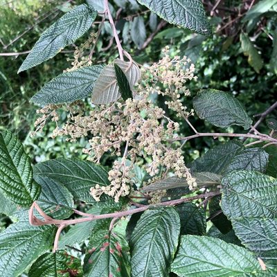 Pomaderris aspera, photographed by James K. Douch