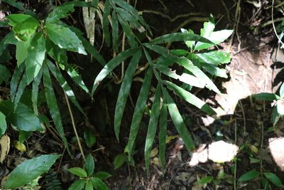 Pteris umbrosa, photographed by Greg Tasney