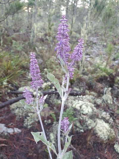 Salvia selleana, photographed by Yolanda M. Leon