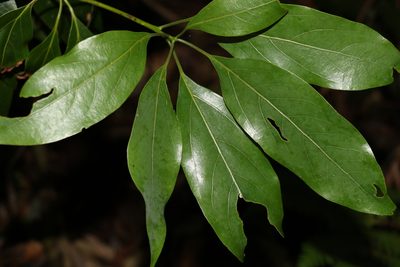 Neolitsea australiensis, photographed by Greg Tasney