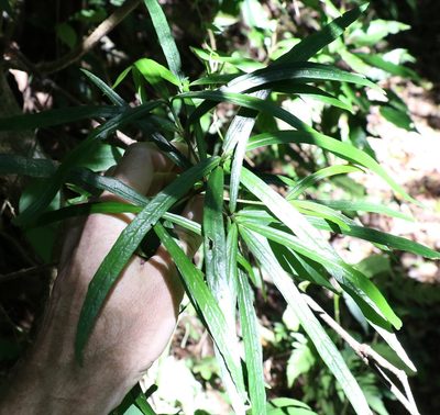 Atractocarpus chartaceus, photographed by Greg Tasney