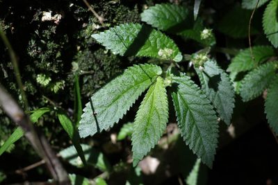 Elatostema stipitatum, photographed by Greg Tasney