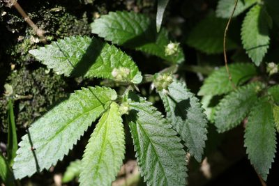 Elatostema stipitatum, photographed by Greg Tasney