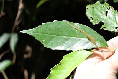 Argophyllum nullumense, photographed by Greg Tasney
