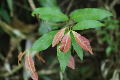 Arytera distylis, photographed by Greg Tasney