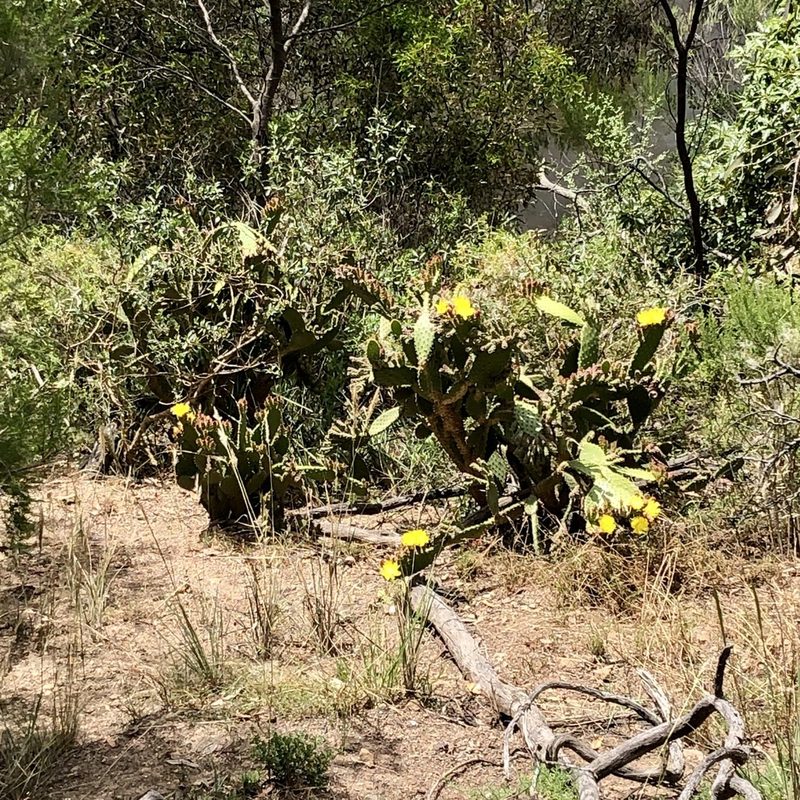 Opuntia puberula, photographed by James K. Douch