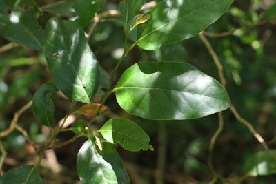 Cryptocarya erythroxylon, photographed by Greg Tasney
