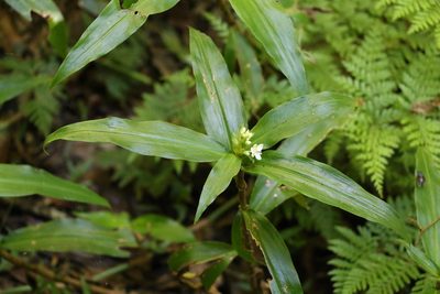 Pollia crispata, photographed by Greg Tasney