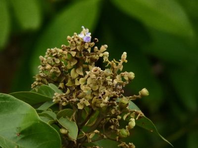 Vitex pinnata, photographed by Samuel Lee