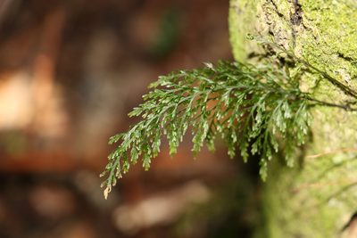 Abrodictyum caudatum, photographed by Greg Tasney