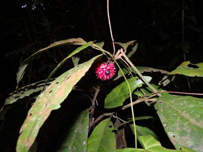 Clerodendrum deflexum, photographed by Samuel Lee