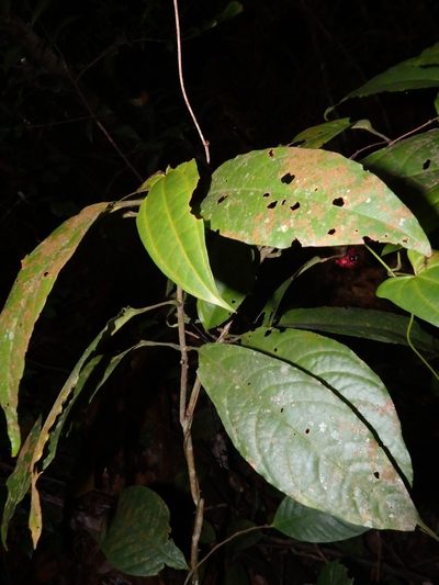 Clerodendrum deflexum, photographed by Samuel Lee