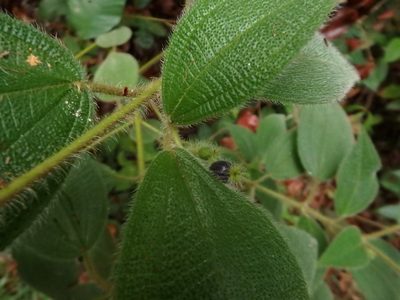 Miconia dependens, photographed by Samuel Lee