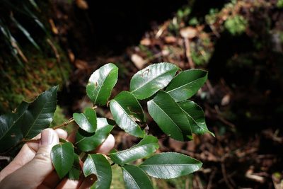 Nothofagus moorei, photographed by Greg Tasney