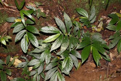 Elatostema reticulatum, photographed by Greg Tasney