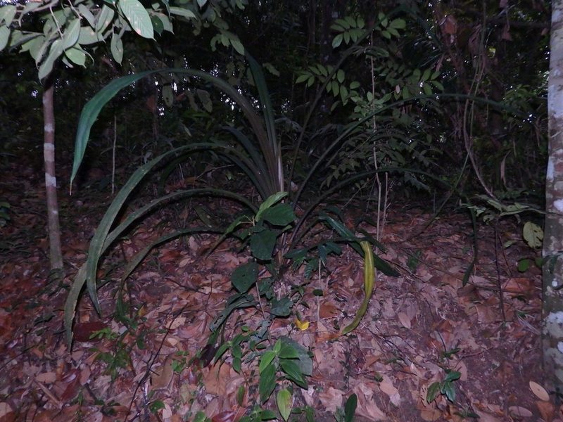 Pandanus houlletii, photographed by Samuel Lee
