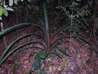 Pandanus houlletii, photographed by Samuel Lee